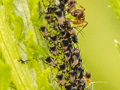 Metopeurum fuscoviride